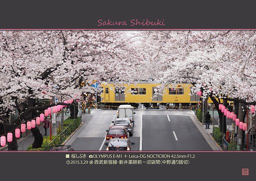 桜のしぶき