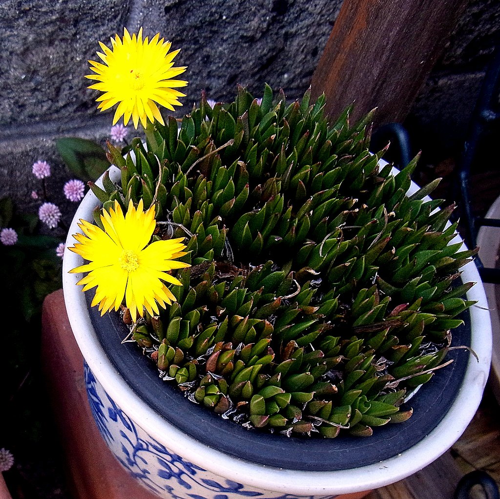 小さい黄色な花 