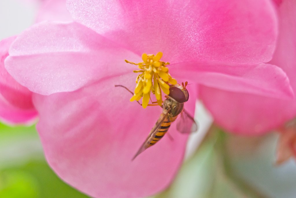 小さなベゴニアの花（2.5cmくらい）に