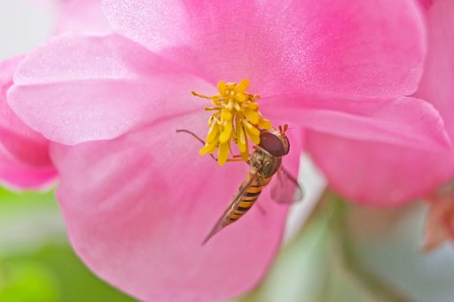 小さなベゴニアの花（2.5cmくらい）に