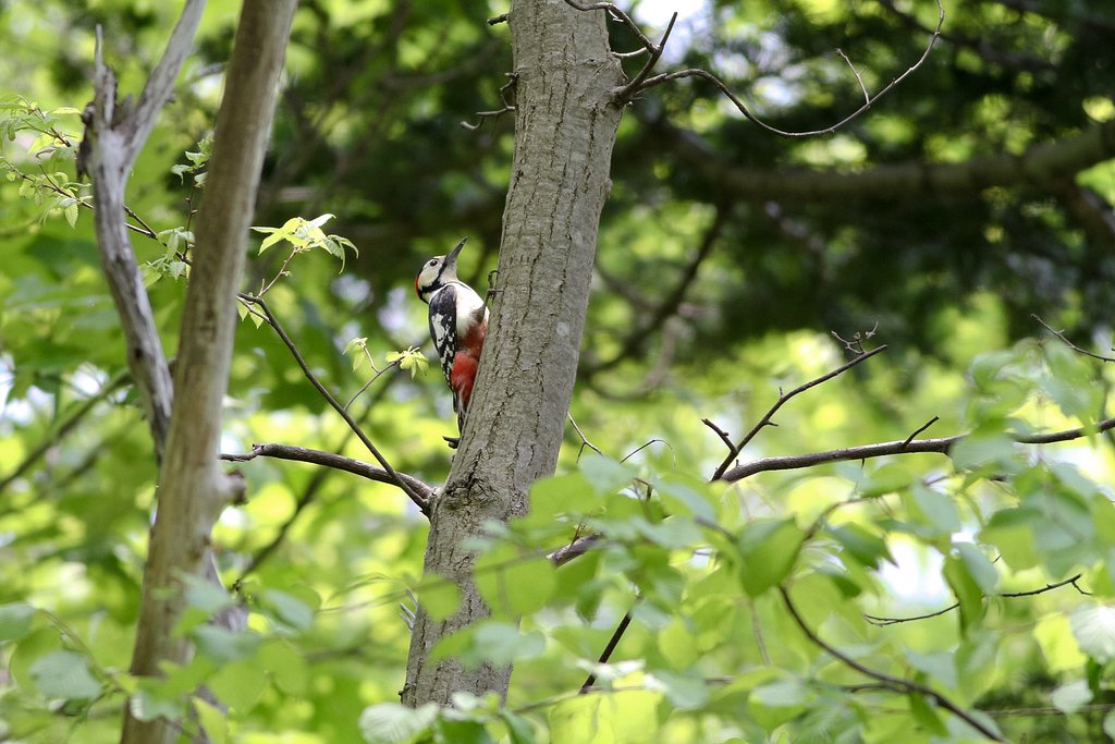北海道探鳥記