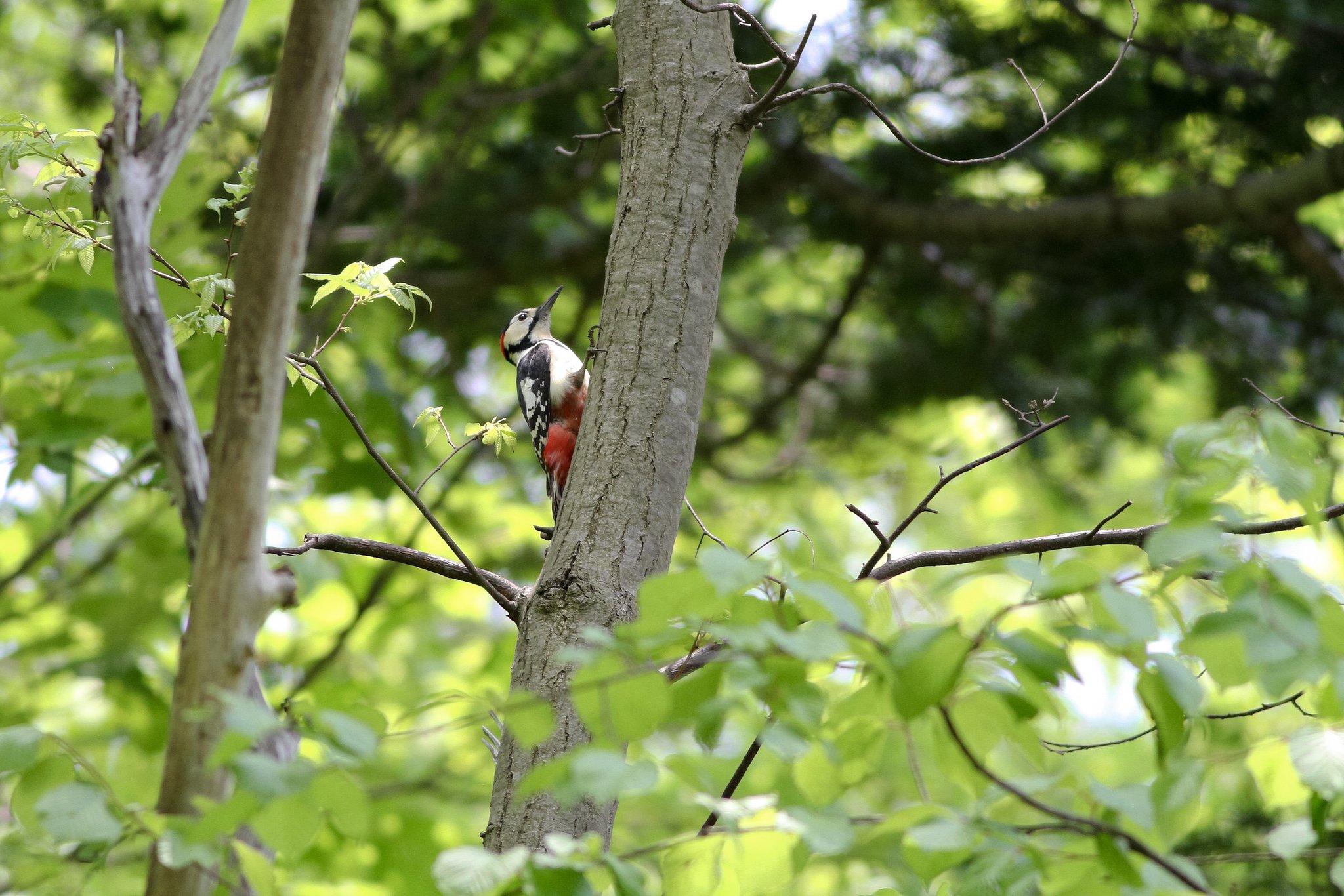 北海道探鳥記