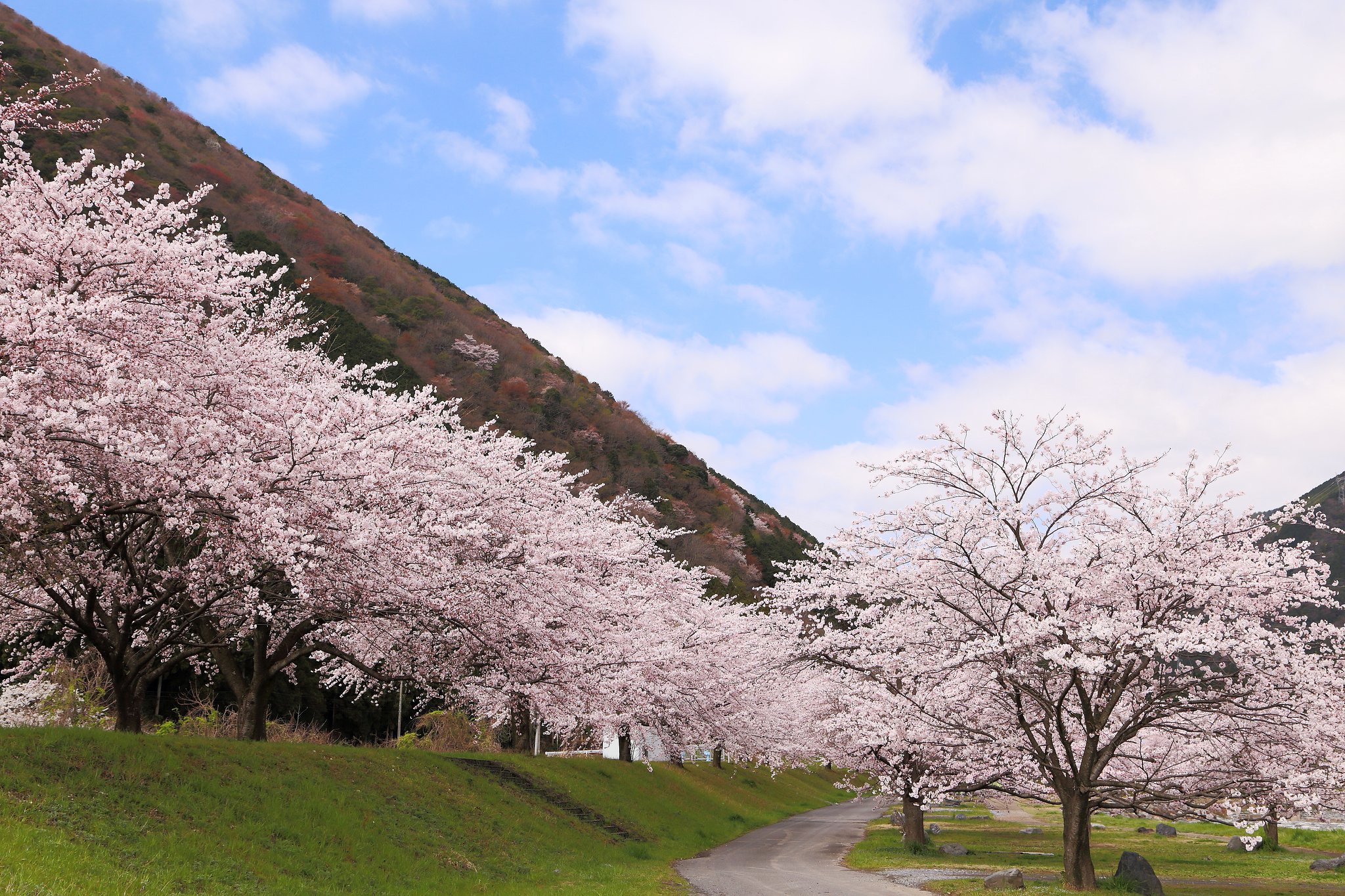 桜満開の粕川河川敷
