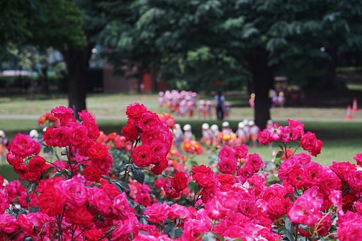 砧公園にて