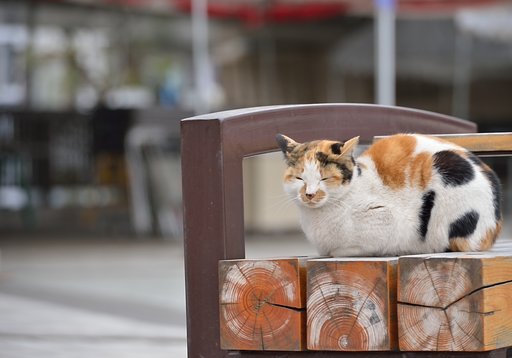 なんとも猫