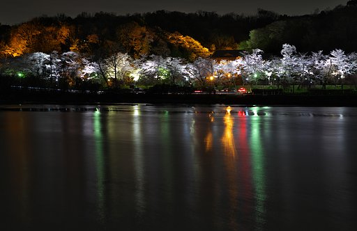 公園のライトアップ