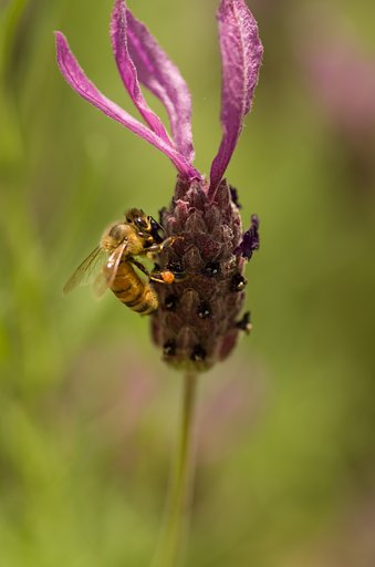 PENTAX-D FA MACRO 100mmF2.8 