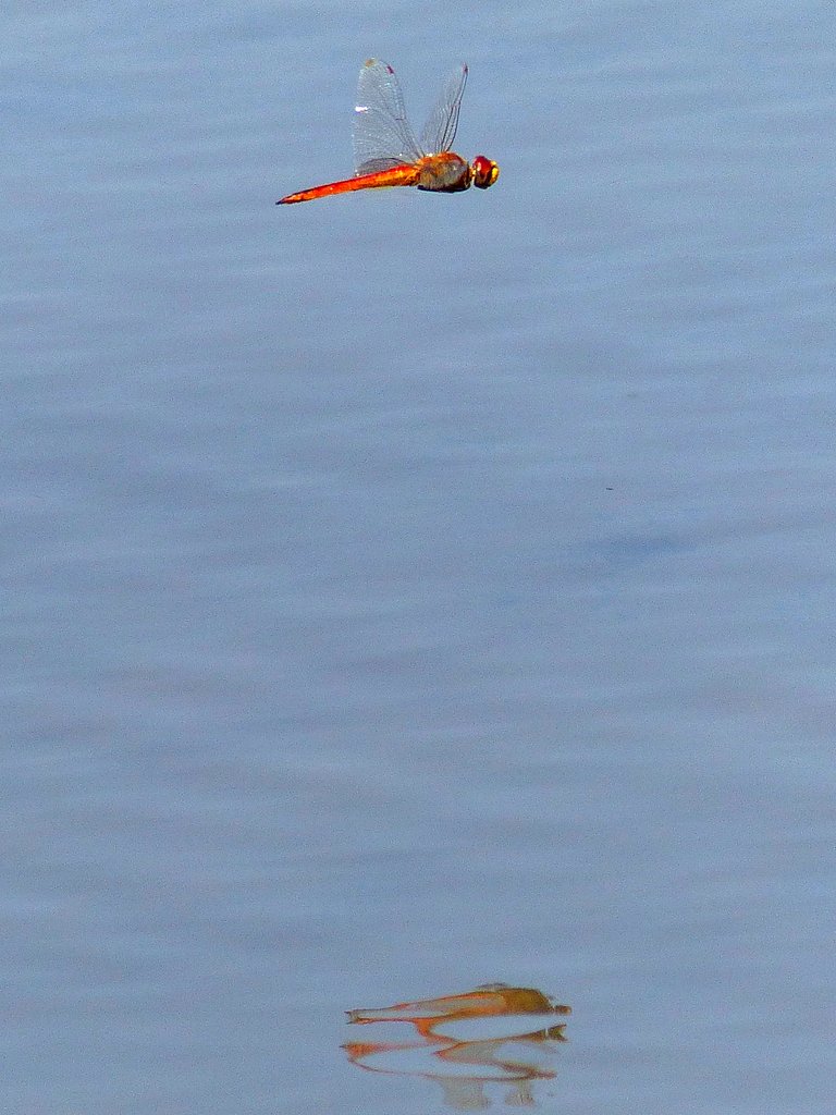 ナツアカネ
