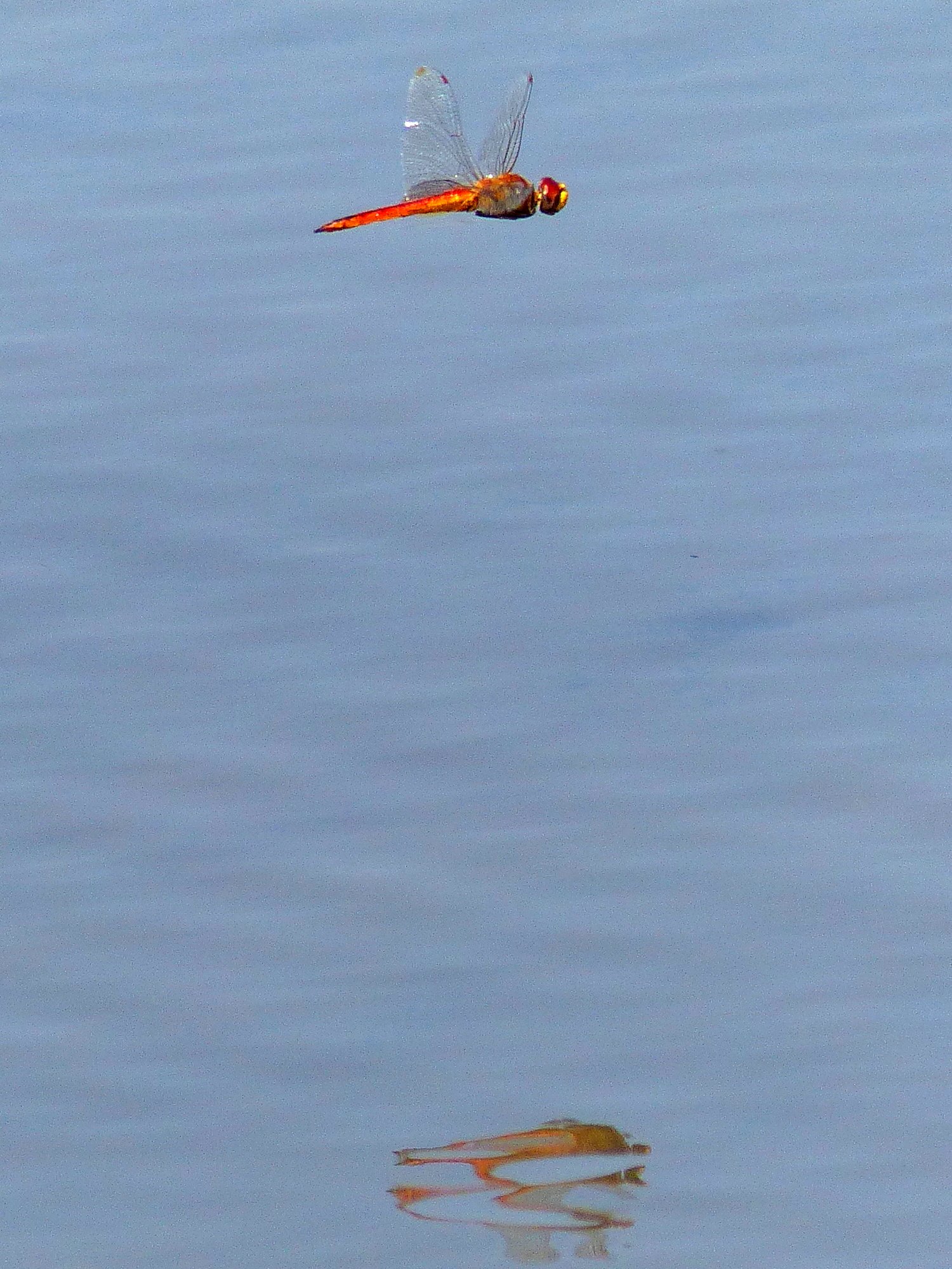 ナツアカネ