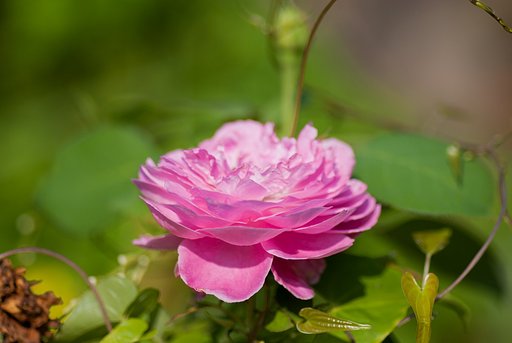ショッキングピンクのバラが開花!