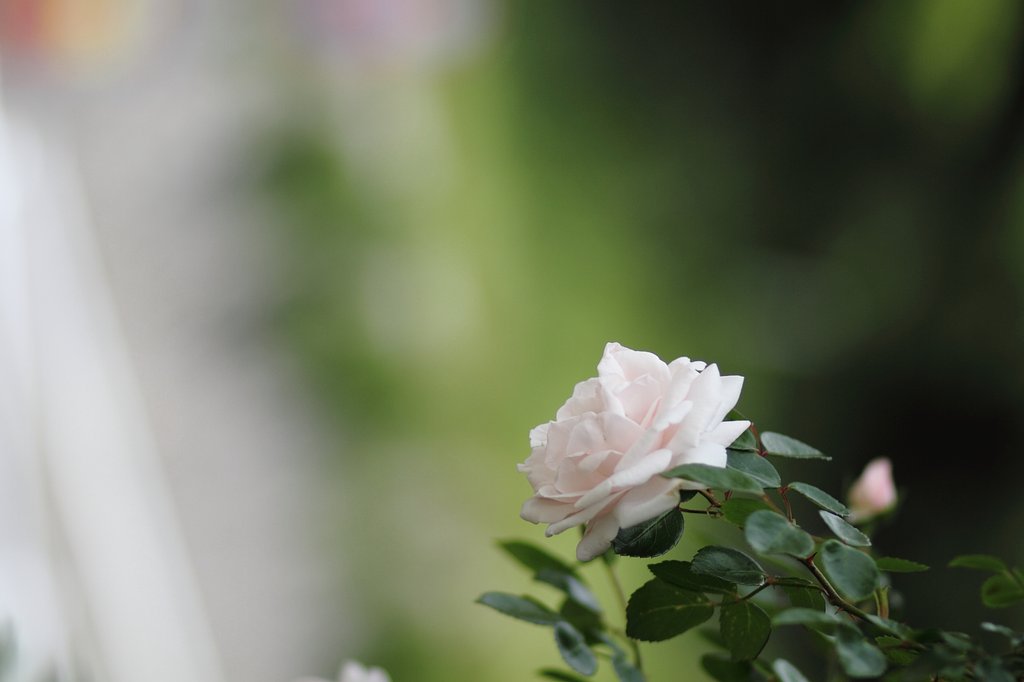 白薔薇
