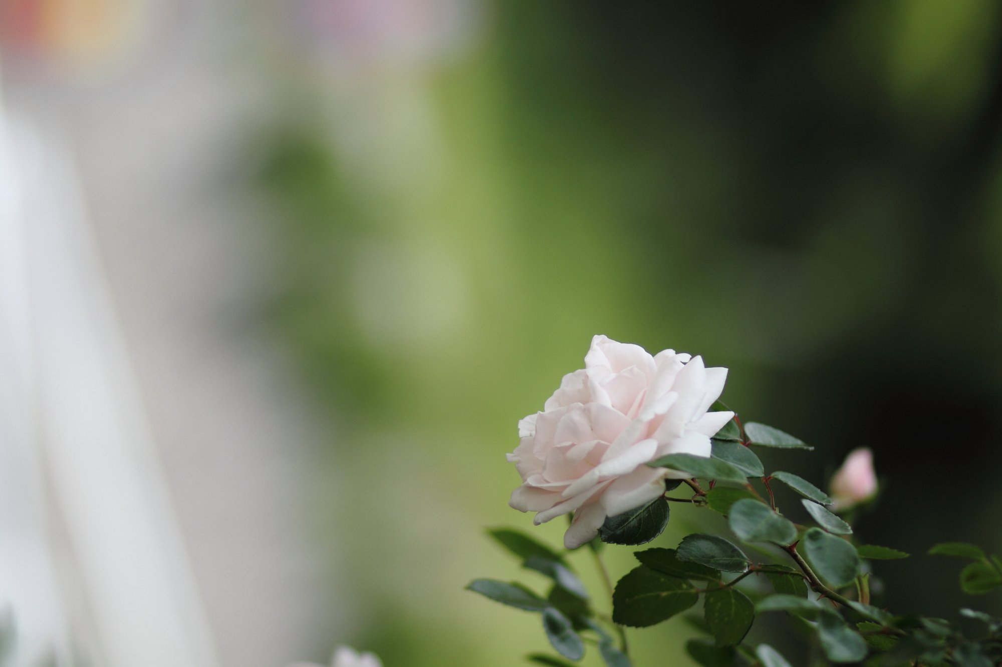 白薔薇