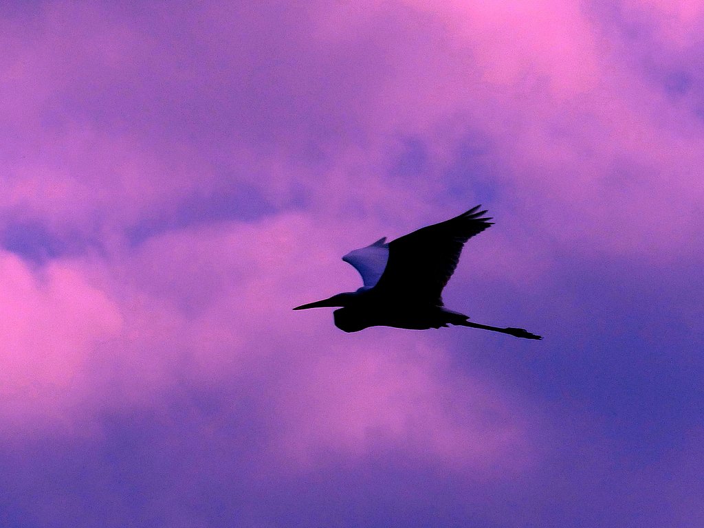 ダイサギ