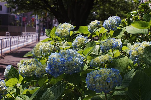 紫陽花