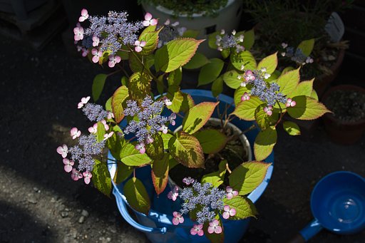 山紫陽花の行水風景