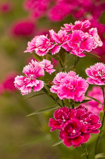 PENTAX-D FA MACRO 100mmF2.8 