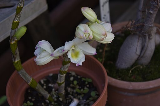 刺し芽のデンドロビューム？です。