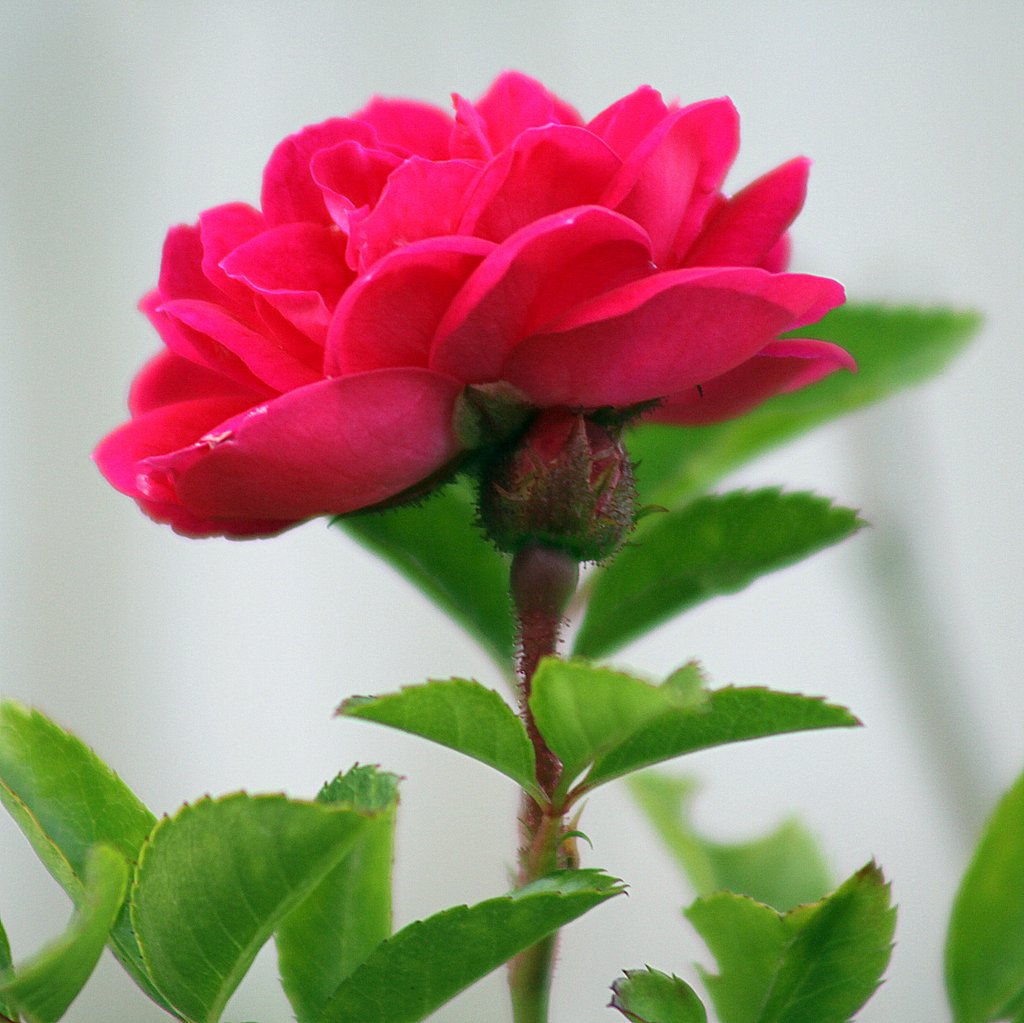 薔薇