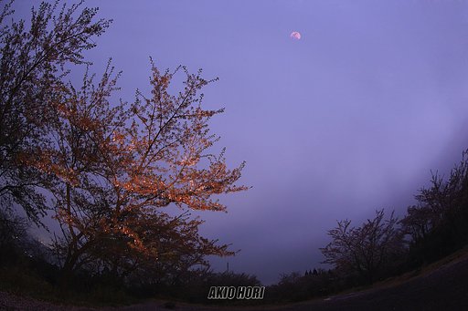 夜桜を楽しむ。
