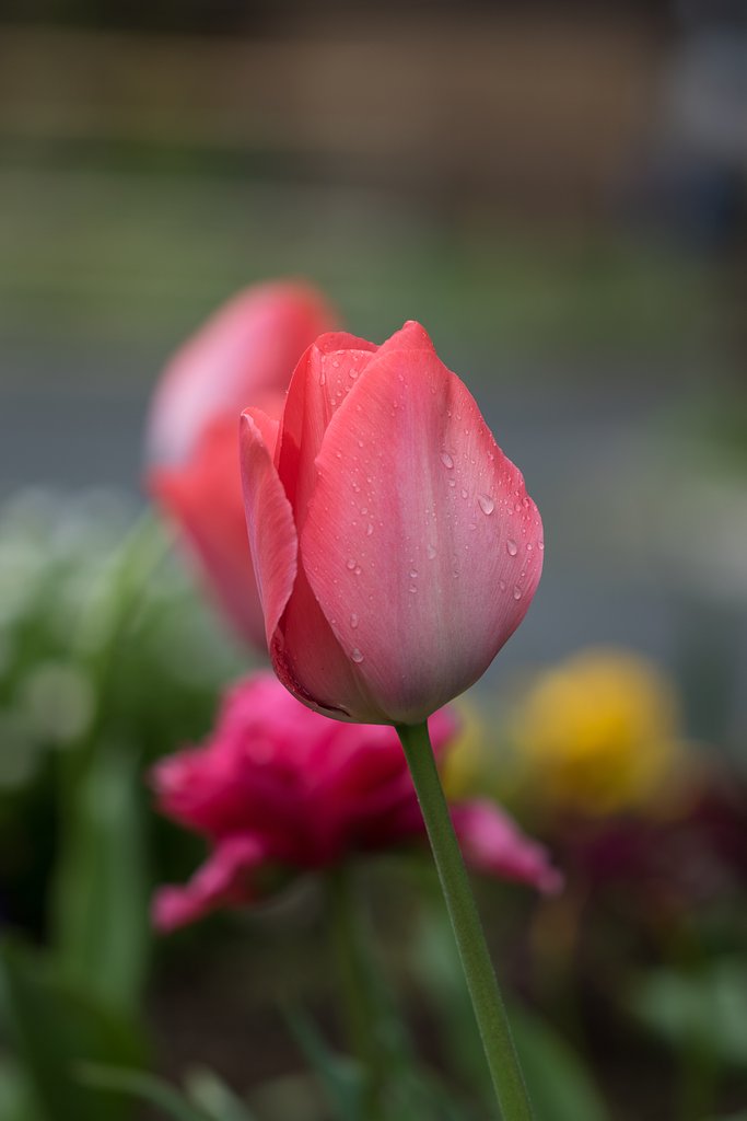 EF100mm F2.8 L MACRO IS USM