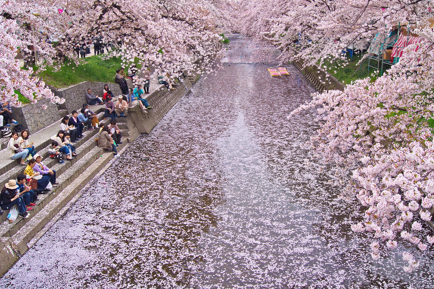さくら満開花筏