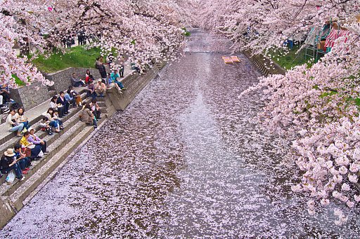 さくら満開花筏