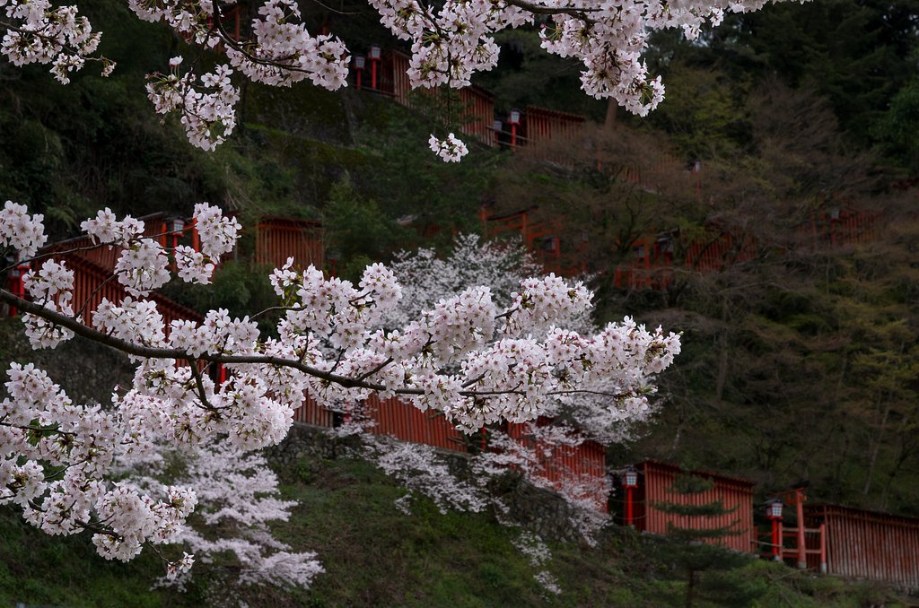 鳥居坂
