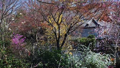 天龍寺、春爛漫