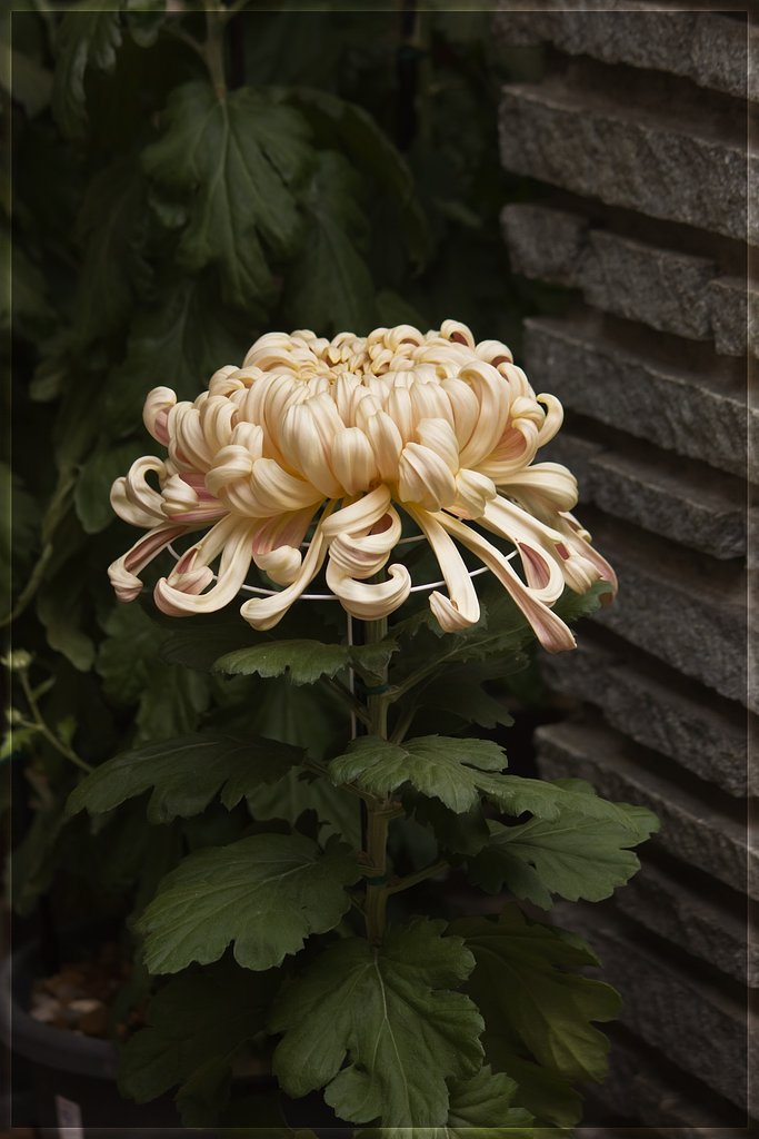 大輪ダルマ菊2015