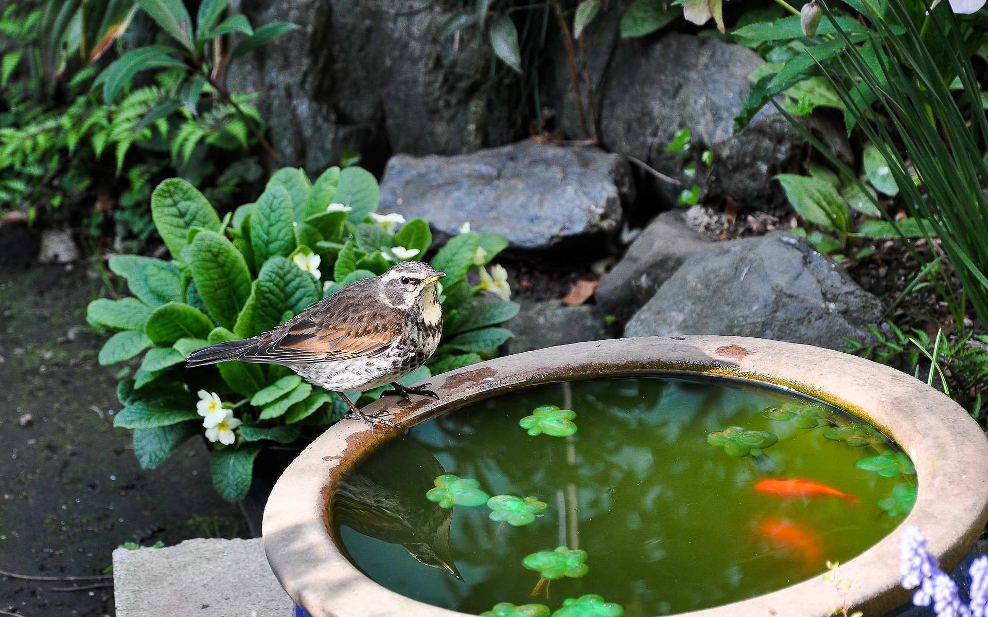 ツグミ