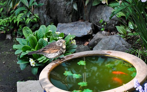 ツグミ