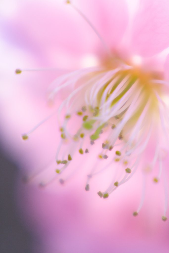 ume