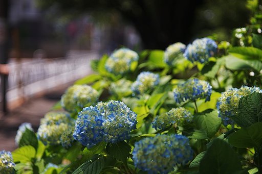 城山通りの紫陽花