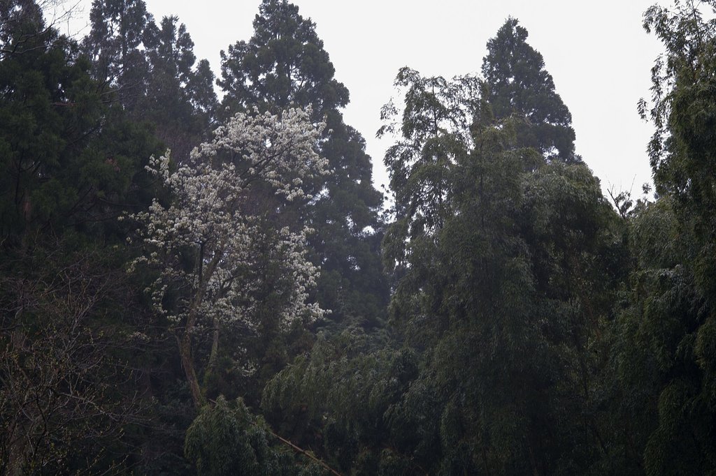 遅咲き山桜。