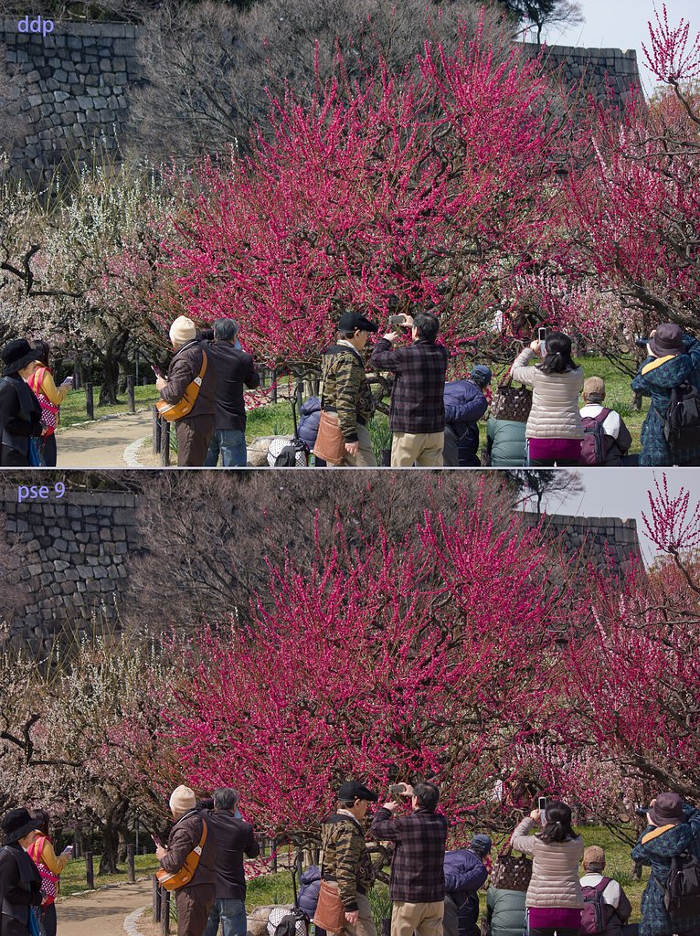 梅満開の頃（DPPとPSE）