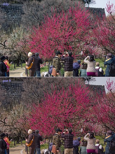 梅満開の頃（DPPとPSE）