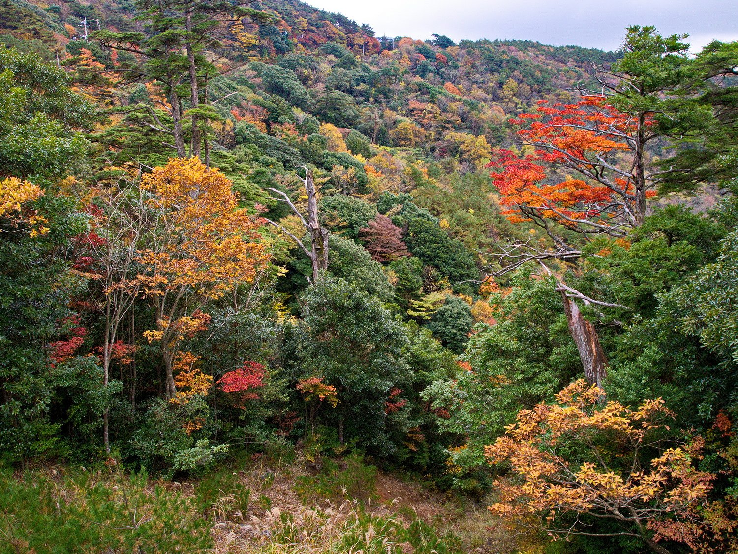 紅葉してる