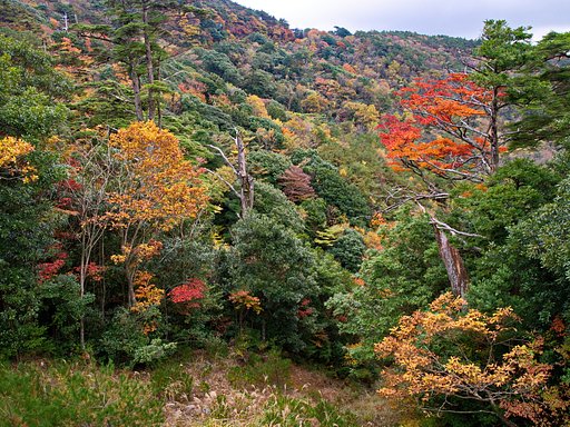 紅葉してる