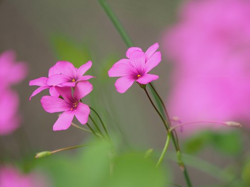 イモカタバミ（だと思っているのですが）