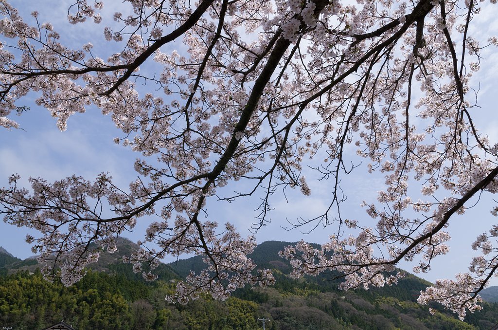 SIGMA 17-70mm F2.8-4 DC MACRO 