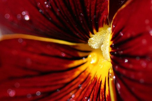 【春】神秘の花園