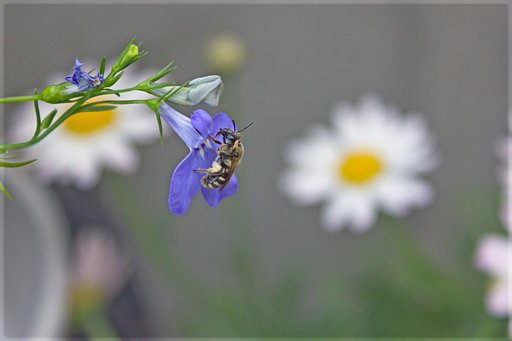 コハナバチの仲間でしょうか