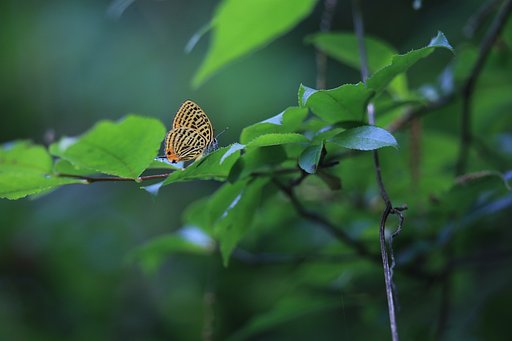 森に棲む