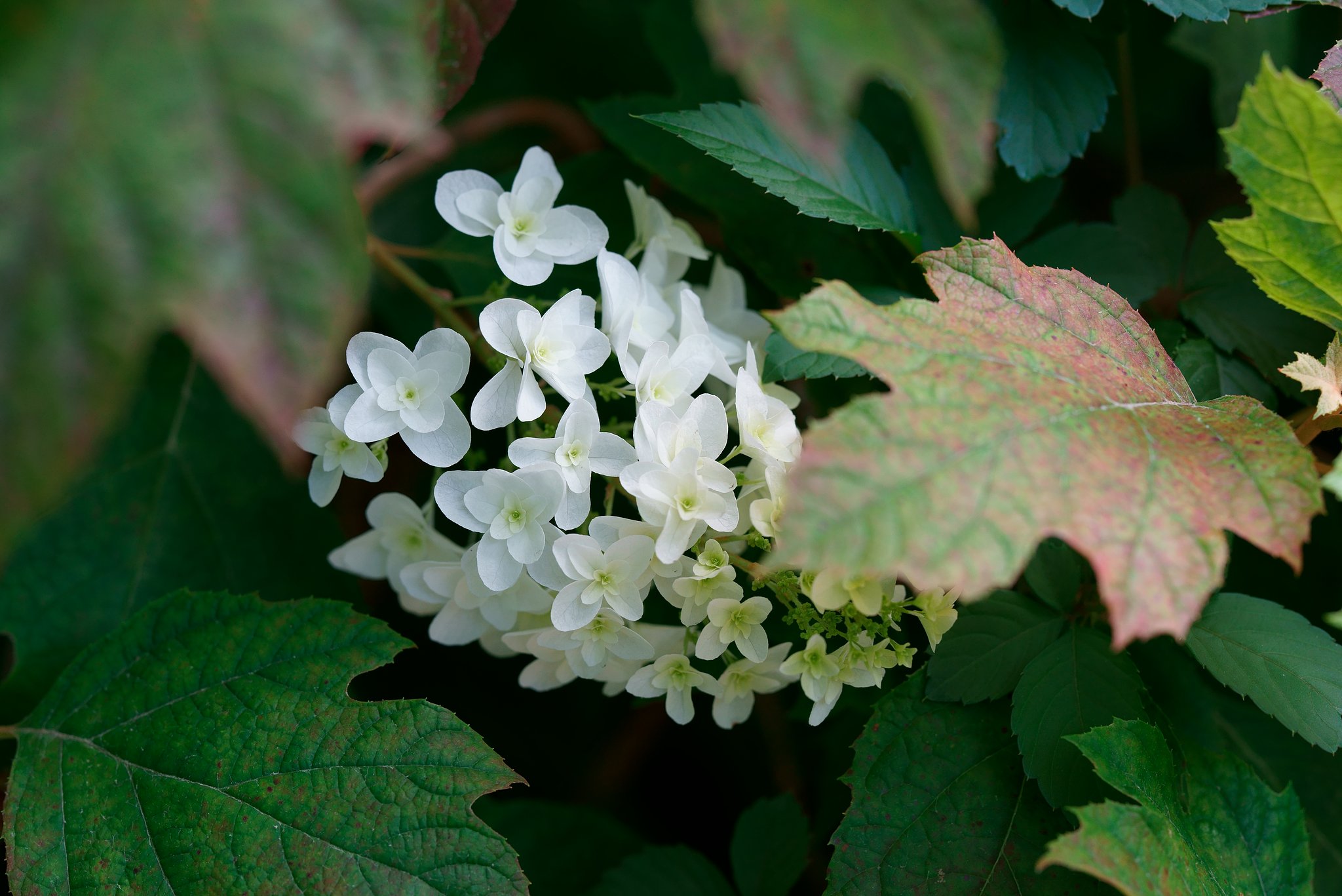 Otus　85㎜　F1.4　ZF2