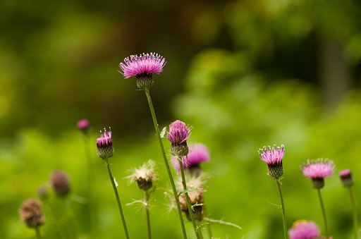 PENTAX-D FA MACRO 100mmF2.8 