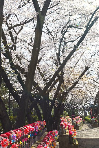 お花見