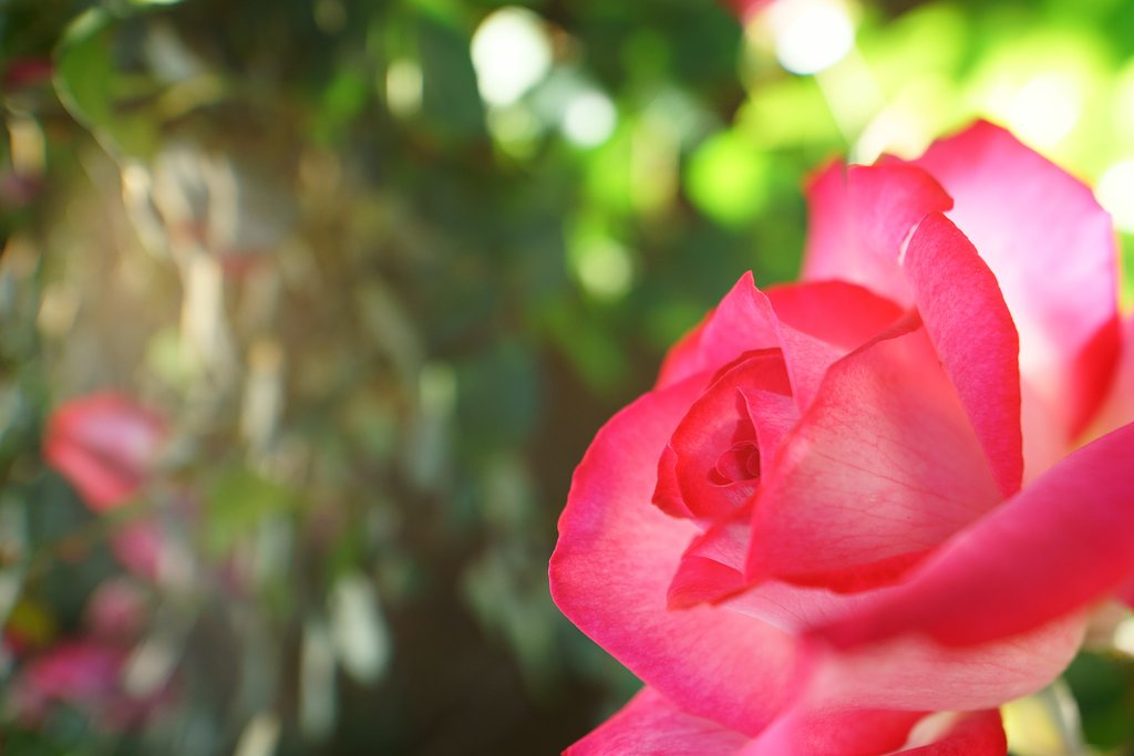 SAMYANG T-S24mm F3.5 