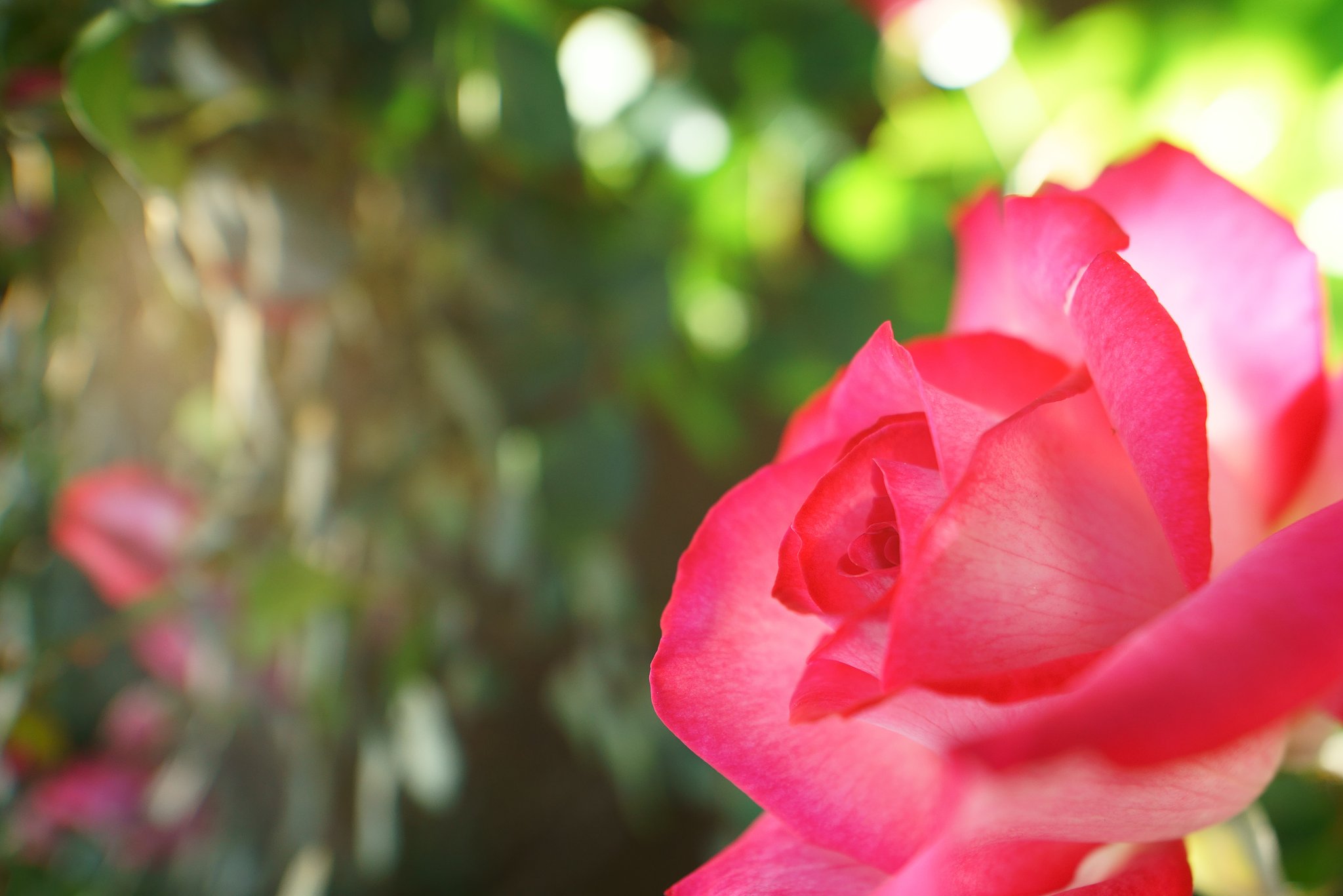SAMYANG T-S24mm F3.5 