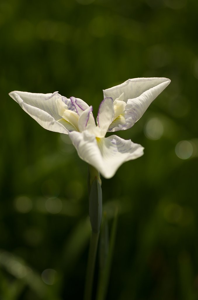 SIGMA MACRO 70mm F2.8 