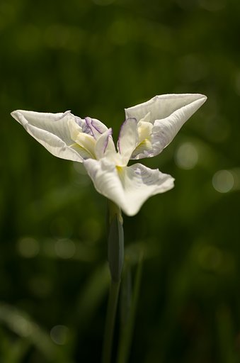 SIGMA MACRO 70mm F2.8 